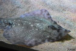 Raja clavata