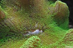 Anthozoa non identifié