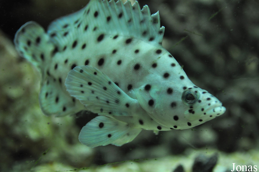 SeaQuarium Rhyl