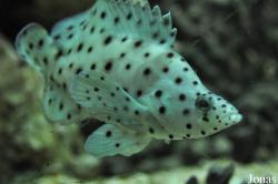 SeaQuarium Rhyl