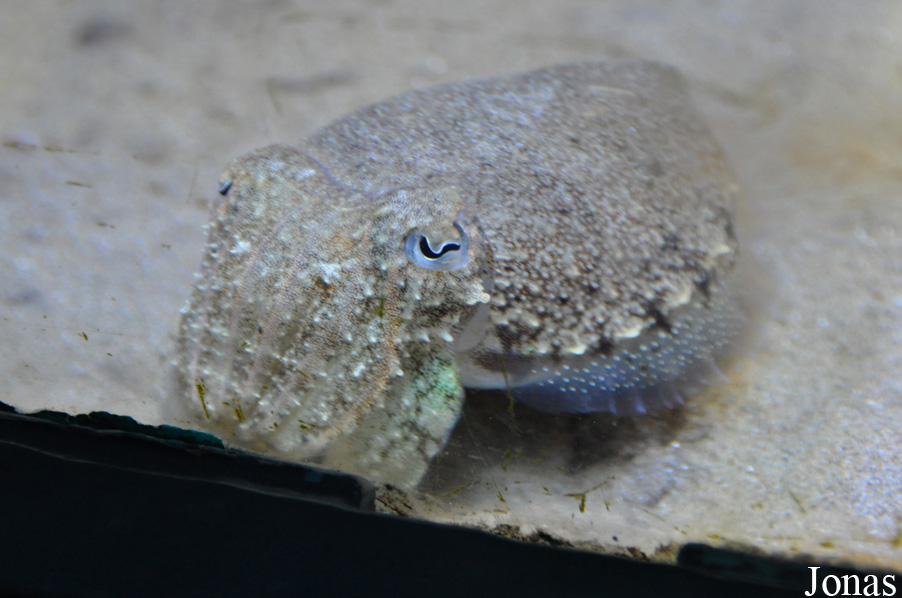 Anglesey Sea Zoo