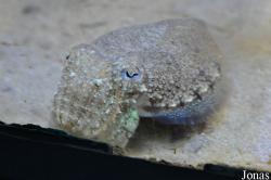 Anglesey Sea Zoo