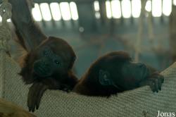 Zoo Köln