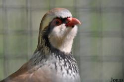 Welsh Mountain Zoo
