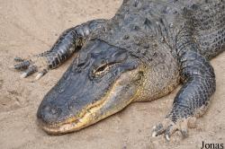 Welsh Mountain Zoo