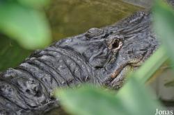 Welsh Mountain Zoo