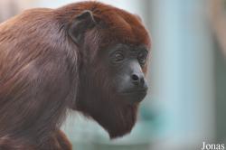 Alouatta seniculus