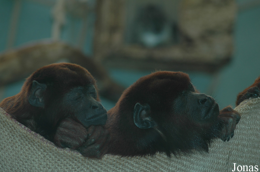 Zoo Köln