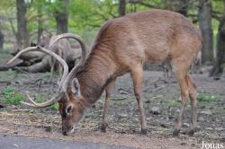 Knowsley Safari Park
