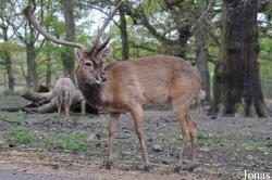 Knowsley Safari Park