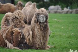 Knowsley Safari Park