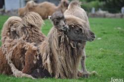 Knowsley Safari Park
