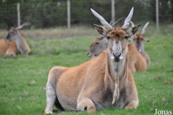 Knowsley Safari Park