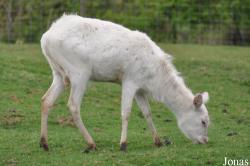 Knowsley Safari Park