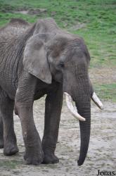 Knowsley Safari Park
