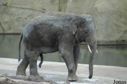 Zoo Köln