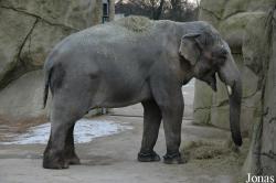 Zoo Köln