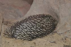 Zoo Rostock