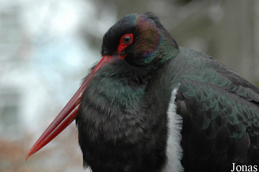 Zoo Köln