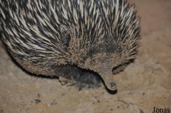 Zoo Rostock