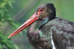 Ciconia nigra