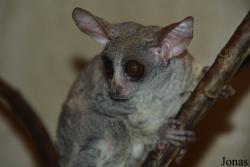 Galago senegalensis