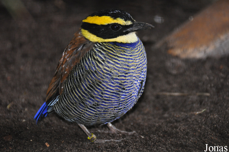 Zoo Rostock