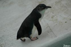 Zoo Köln