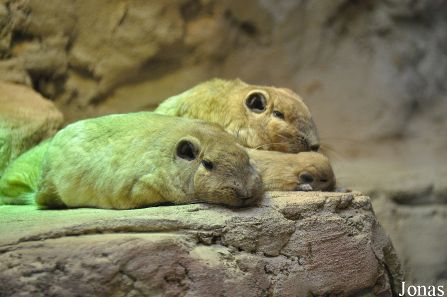 Zoo Rostock