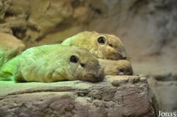 Zoo Rostock