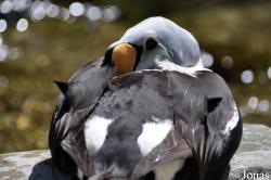 Tierpark Hagenbeck