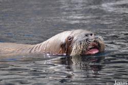 Tierpark Hagenbeck