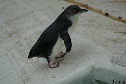 Zoo Köln