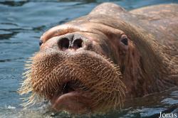 Tierpark Hagenbeck