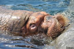 Tierpark Hagenbeck