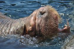 Tierpark Hagenbeck
