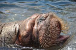 Tierpark Hagenbeck