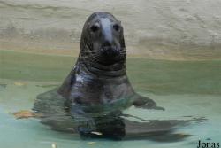 Halichoerus grypus