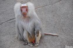 Tierpark Hagenbeck