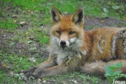 Wildpark Eekholt
