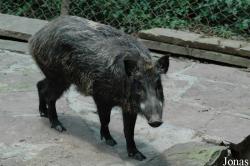 Sus scrofa