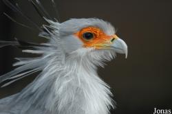 Sagittariidae