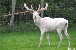Wildpark Eekholt