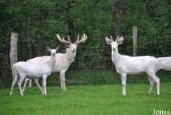 Wildpark Eekholt