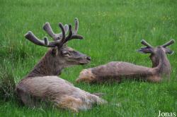 Wildpark Eekholt