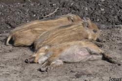 Wildpark Eekholt