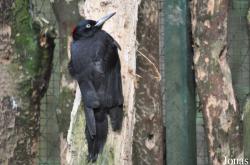 Wildpark Eekholt