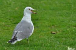 Larus californicus