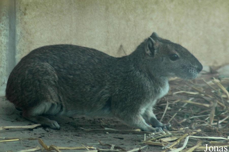 Zoo Köln