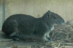 Zoo Köln